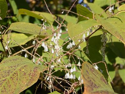 Laboratoire d'expertise et de diagnostic en phytoprotection - MAPAQ