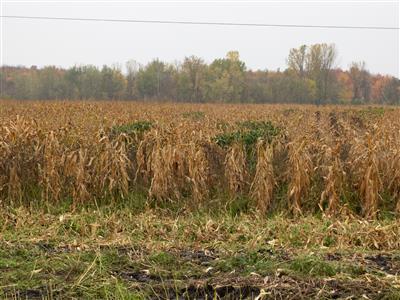 Laboratoire d'expertise et de diagnostic en phytoprotection - MAPAQ