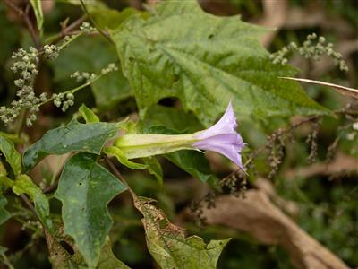 Laboratoire d'expertise et de diagnostic en phytoprotection - MAPAQ