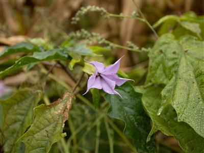 Laboratoire d'expertise et de diagnostic en phytoprotection - MAPAQ