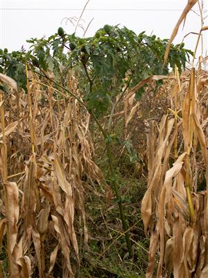 Laboratoire d'expertise et de diagnostic en phytoprotection - MAPAQ