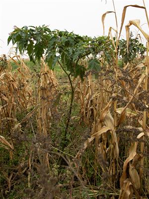 Laboratoire d'expertise et de diagnostic en phytoprotection - MAPAQ