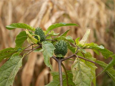 Laboratoire d'expertise et de diagnostic en phytoprotection - MAPAQ