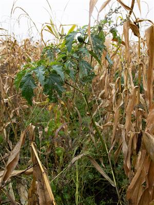 Laboratoire d'expertise et de diagnostic en phytoprotection - MAPAQ