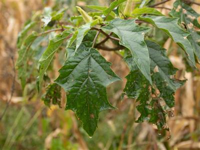 Laboratoire d'expertise et de diagnostic en phytoprotection - MAPAQ