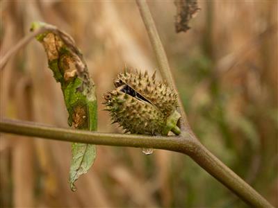 Laboratoire d'expertise et de diagnostic en phytoprotection - MAPAQ