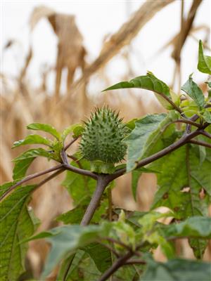 Laboratoire d'expertise et de diagnostic en phytoprotection - MAPAQ