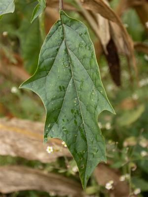 Laboratoire d'expertise et de diagnostic en phytoprotection - MAPAQ