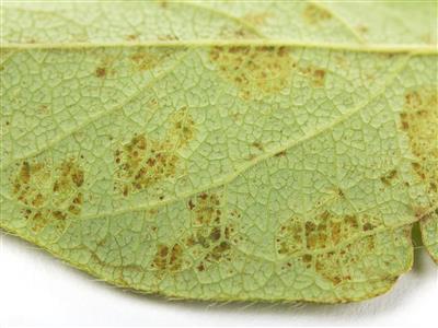 Laboratoire d'expertise et de diagnostic en phytoprotection - MAPAQ