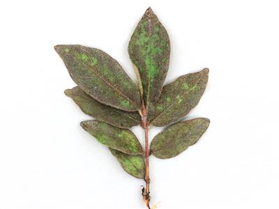 Laboratoire d'expertise et de diagnostic en phytoprotection - MAPAQ