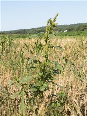 Laboratoire d'expertise et de diagnostic en phytoprotection - MAPAQ