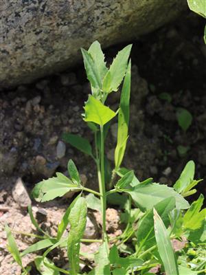 Laboratoire d'expertise et de diagnostic en phytoprotection - MAPAQ