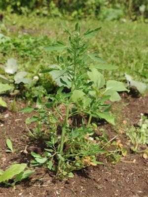 Laboratoire d'expertise et de diagnostic en phytoprotection - MAPAQ