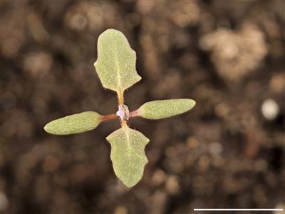 Laboratoire d'expertise et de diagnostic en phytoprotection - MAPAQ