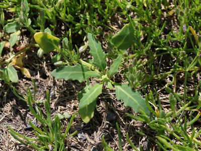 Laboratoire d'expertise et de diagnostic en phytoprotection - MAPAQ