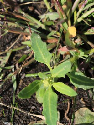 Laboratoire d'expertise et de diagnostic en phytoprotection - MAPAQ