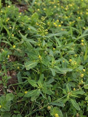 Laboratoire d'expertise et de diagnostic en phytoprotection - MAPAQ