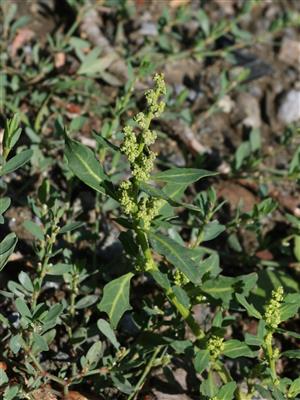 Laboratoire d'expertise et de diagnostic en phytoprotection - MAPAQ