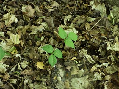 Laboratoire d'expertise et de diagnostic en phytoprotection - MAPAQ