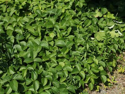 Laboratoire d'expertise et de diagnostic en phytoprotection - MAPAQ