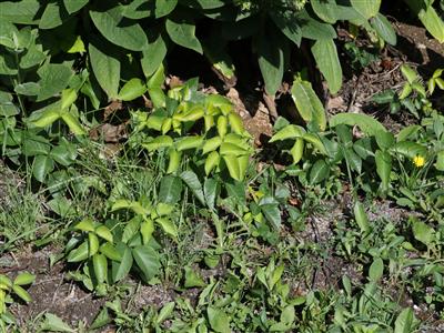 Laboratoire d'expertise et de diagnostic en phytoprotection - MAPAQ
