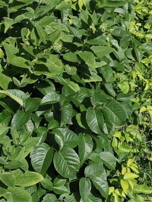 Laboratoire d'expertise et de diagnostic en phytoprotection - MAPAQ