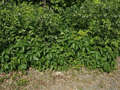 Laboratoire d'expertise et de diagnostic en phytoprotection - MAPAQ