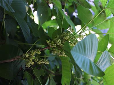Laboratoire d'expertise et de diagnostic en phytoprotection - MAPAQ