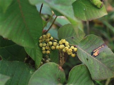 Laboratoire d'expertise et de diagnostic en phytoprotection - MAPAQ