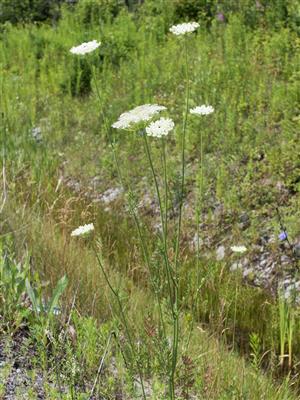 Laboratoire d'expertise et de diagnostic en phytoprotection - MAPAQ