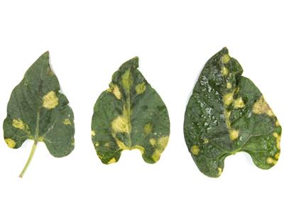 Laboratoire d'expertise et de diagnostic en phytoprotection - MAPAQ