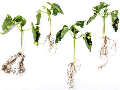 Laboratoire d'expertise et de diagnostic en phytoprotection - MAPAQ