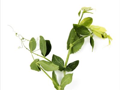 Laboratoire d'expertise et de diagnostic en phytoprotection - MAPAQ