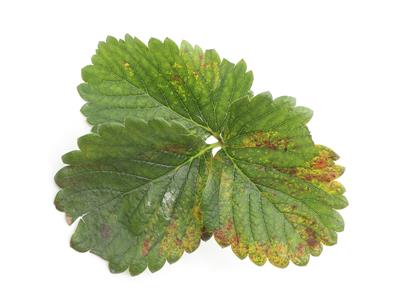 Laboratoire d'expertise et de diagnostic en phytoprotection - MAPAQ