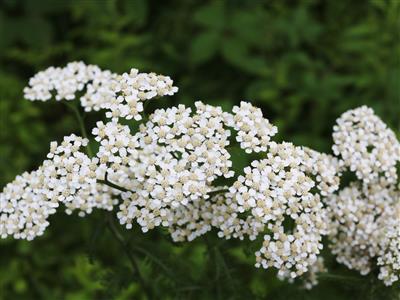 Achillée millefeuille rouge vif - Achillea millefolium 'Petra