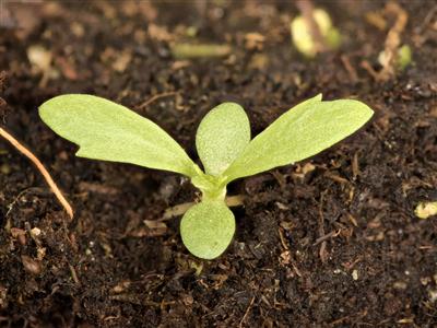 Laboratoire d'expertise et de diagnostic en phytoprotection - MAPAQ