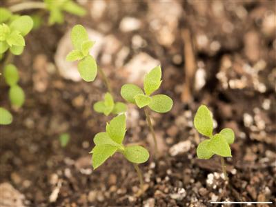 Laboratoire d'expertise et de diagnostic en phytoprotection - MAPAQ