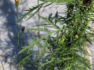 Laboratoire d'expertise et de diagnostic en phytoprotection - MAPAQ