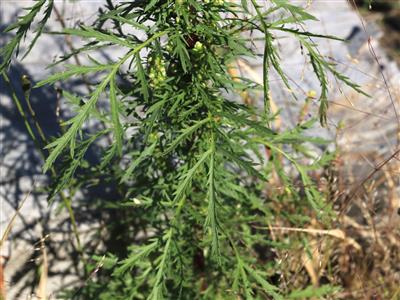 Laboratoire d'expertise et de diagnostic en phytoprotection - MAPAQ