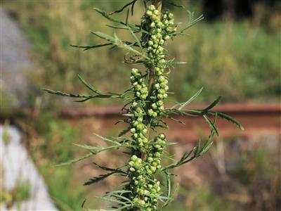 Laboratoire d'expertise et de diagnostic en phytoprotection - MAPAQ
