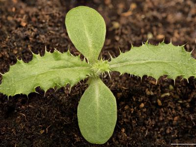 Laboratoire d'expertise et de diagnostic en phytoprotection - MAPAQ