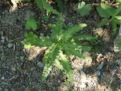 Laboratoire d'expertise et de diagnostic en phytoprotection - MAPAQ