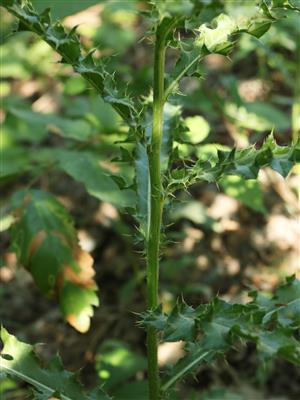 Laboratoire d'expertise et de diagnostic en phytoprotection - MAPAQ
