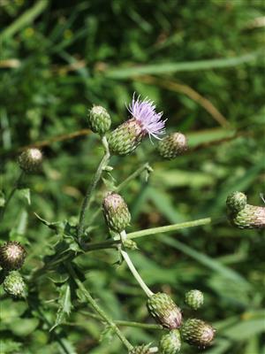 Laboratoire d'expertise et de diagnostic en phytoprotection - MAPAQ