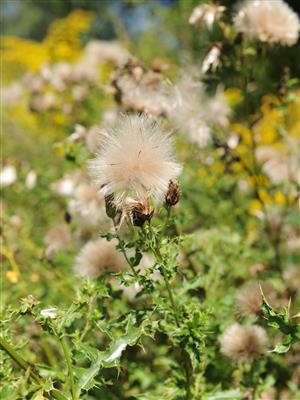 Laboratoire d'expertise et de diagnostic en phytoprotection - MAPAQ