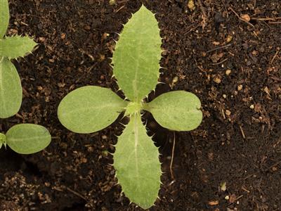 Laboratoire d'expertise et de diagnostic en phytoprotection - MAPAQ