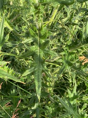 Laboratoire d'expertise et de diagnostic en phytoprotection - MAPAQ