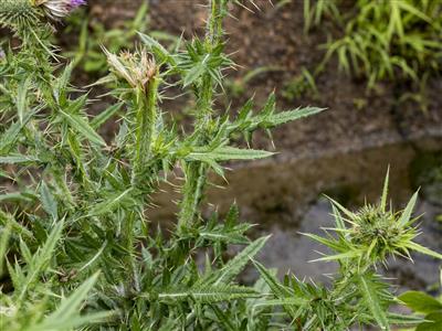 Laboratoire d'expertise et de diagnostic en phytoprotection - MAPAQ