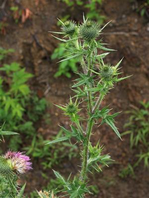 Laboratoire d'expertise et de diagnostic en phytoprotection - MAPAQ