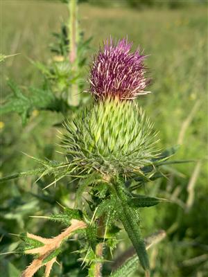 Laboratoire d'expertise et de diagnostic en phytoprotection - MAPAQ